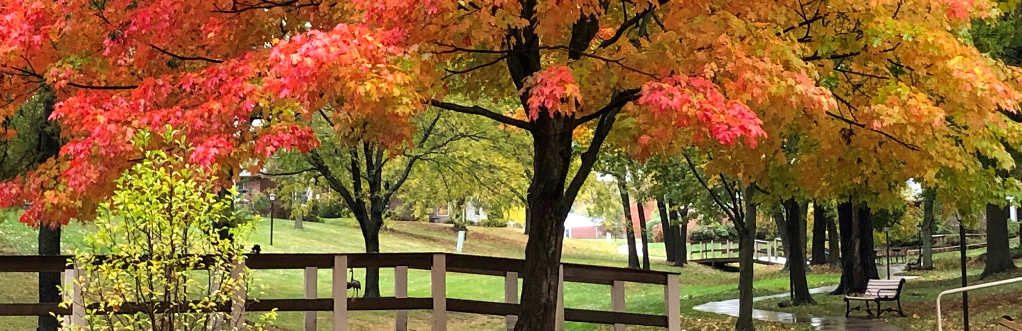 Treelined walkway with trees changing colors