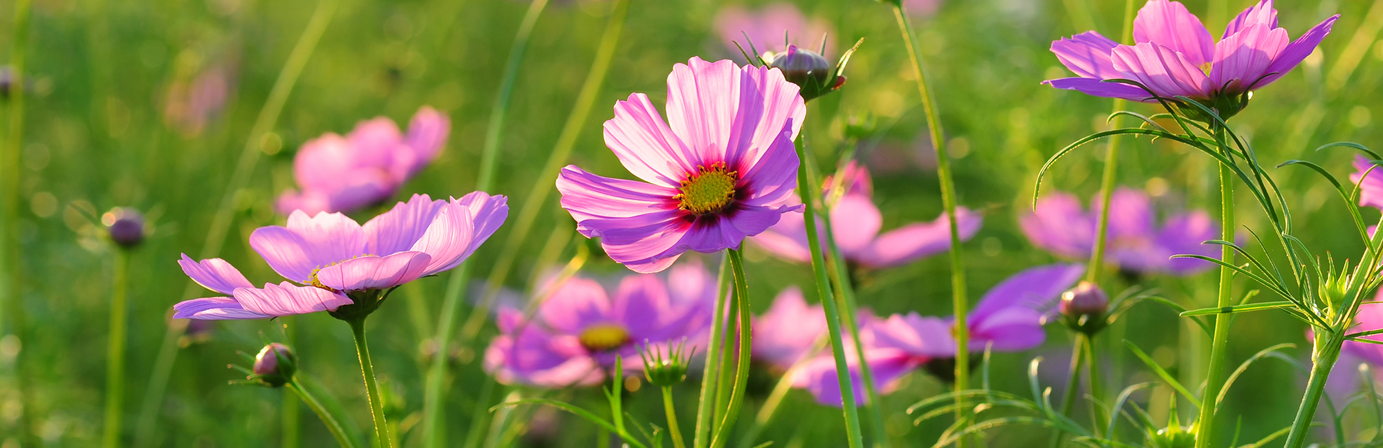 a field of pink flowers with a yellow center