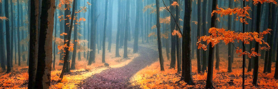 a path in a foggy forest with orange leaves on the ground